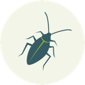 Icon of a cockroach